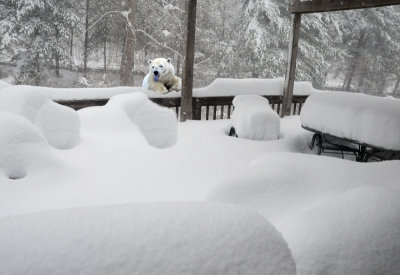 Snowmageddon, North Bethesda, MD