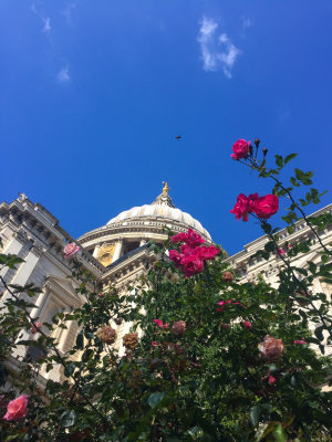 St. Pauls through the roses