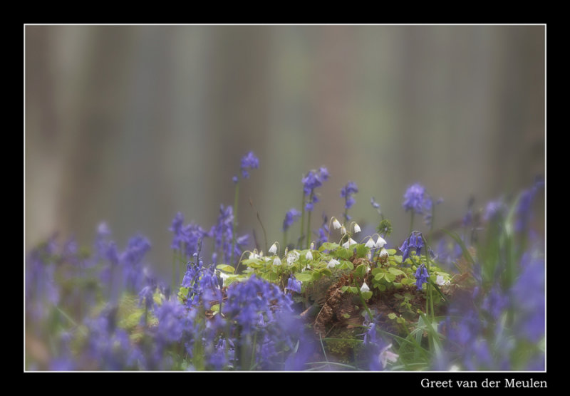 7689 wood sorrel and bluebell