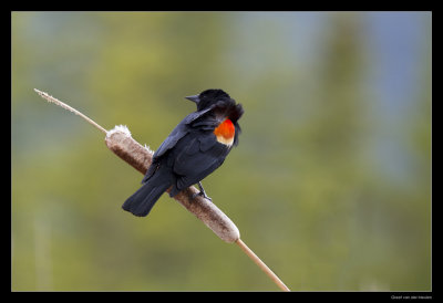 4276 redwinged blackbird