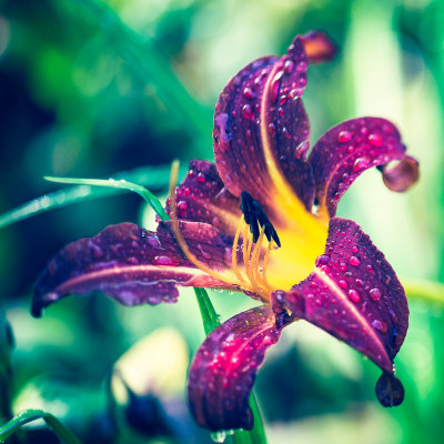 After the rain