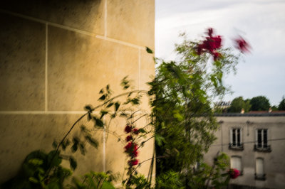 Coup de vent sur les roses