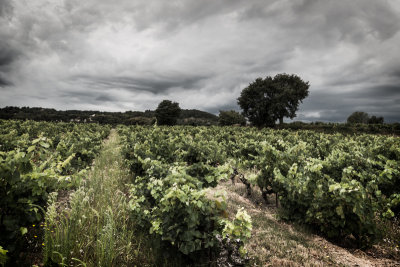 Mauvais temps pour la vigne.