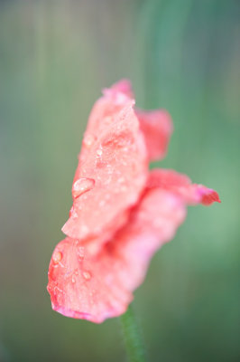 After the rain.