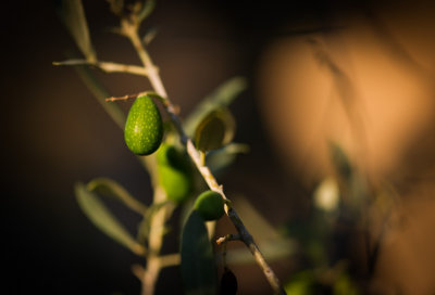 L' Olive.