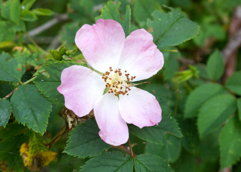 Alpine Rose
