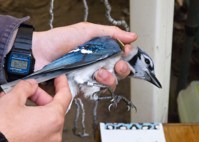 Blue Jay