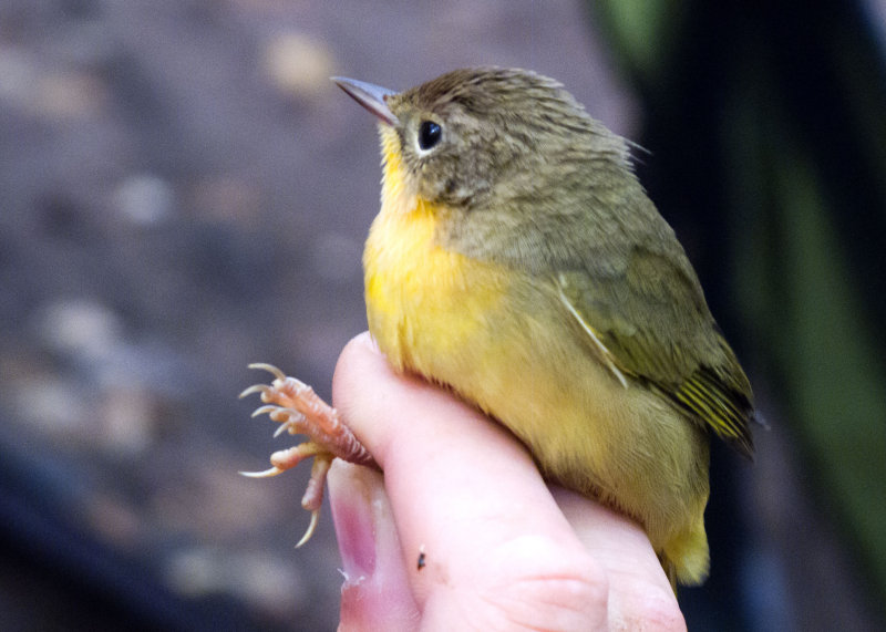 Common Yellowthroat (f.)