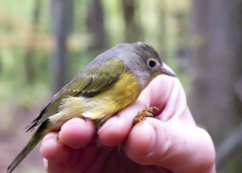 Nashville Warbler