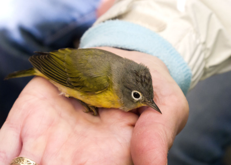 Nashville Warbler in Susans hand