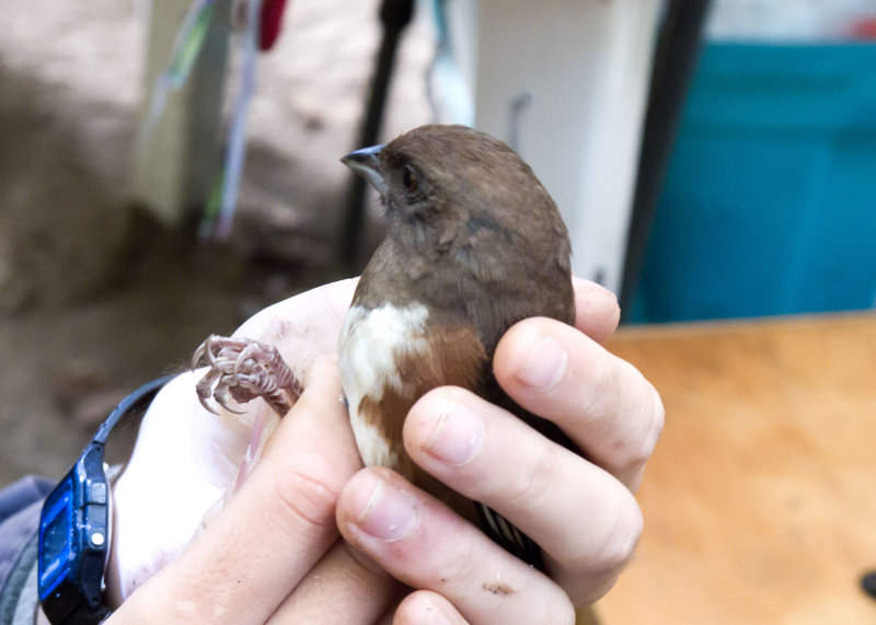 Eastern Towhee (f.)