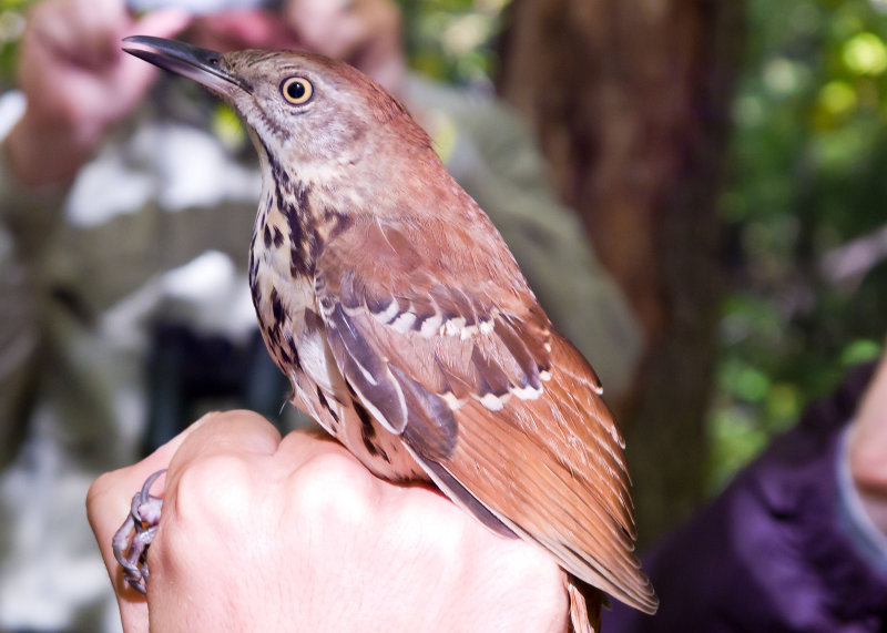 Brown Thrasher