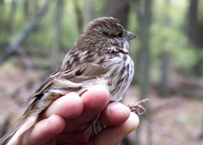  Song Sparrow