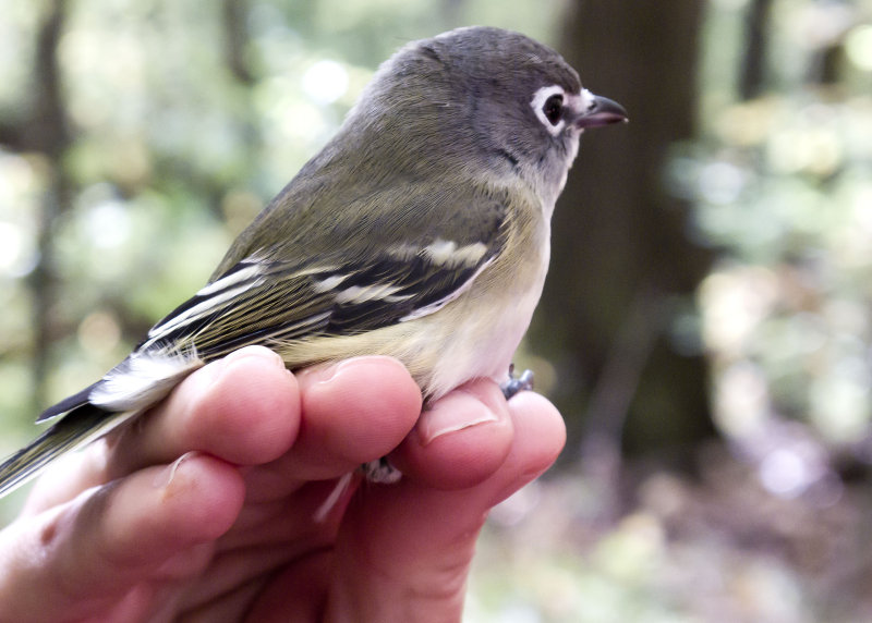 Blue-headed Vireo