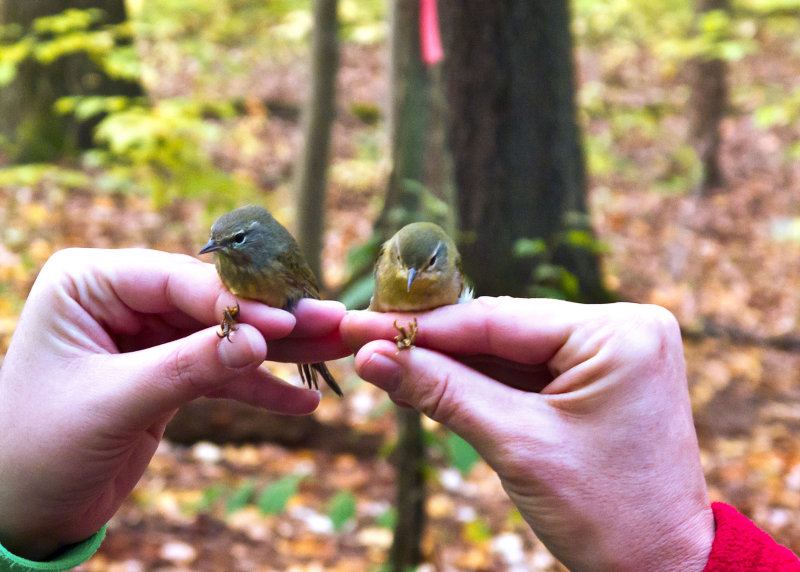 An Orange-crowned Warbler and a Tennessee Warbler 