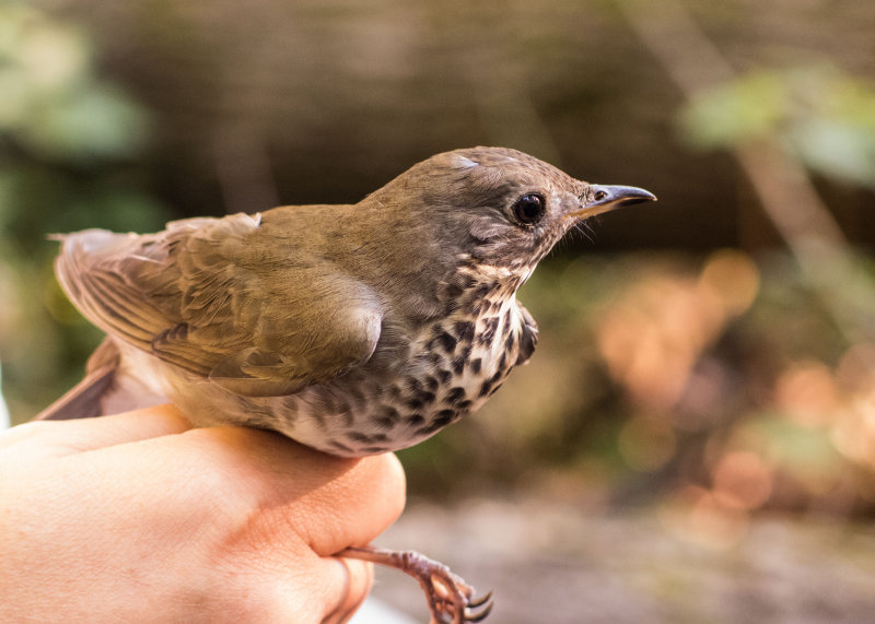 Gray-cheeked Thrush