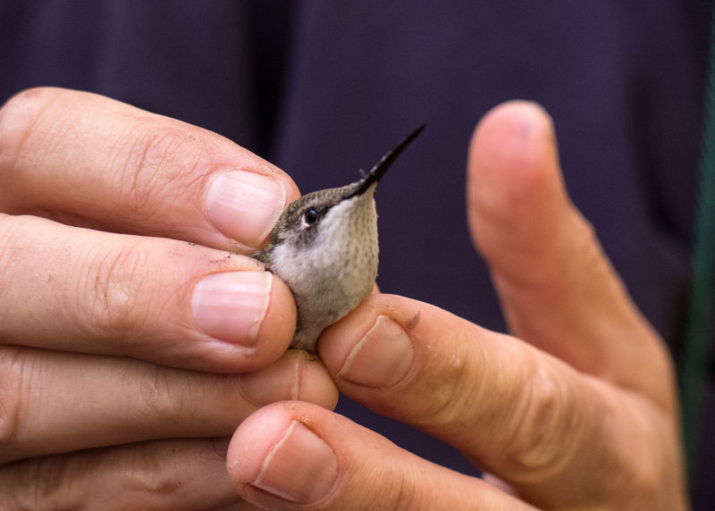 Ruby-throated Hummingbird