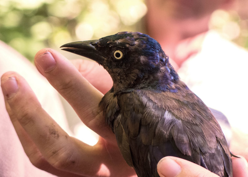 Common Grackle