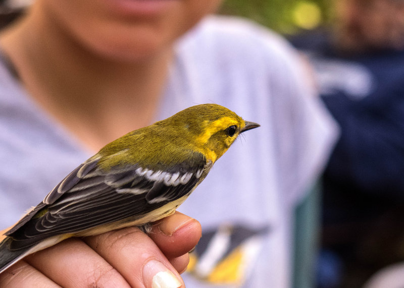  Black-throated Green