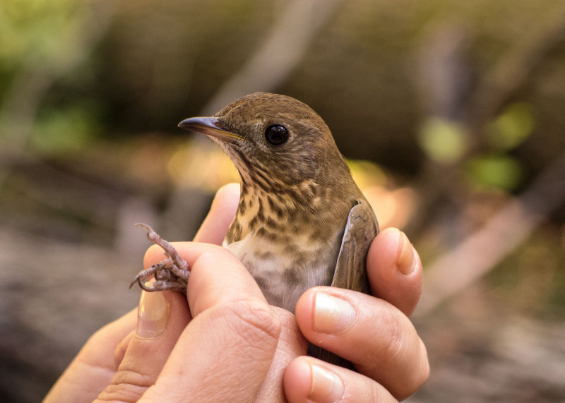 Veery
