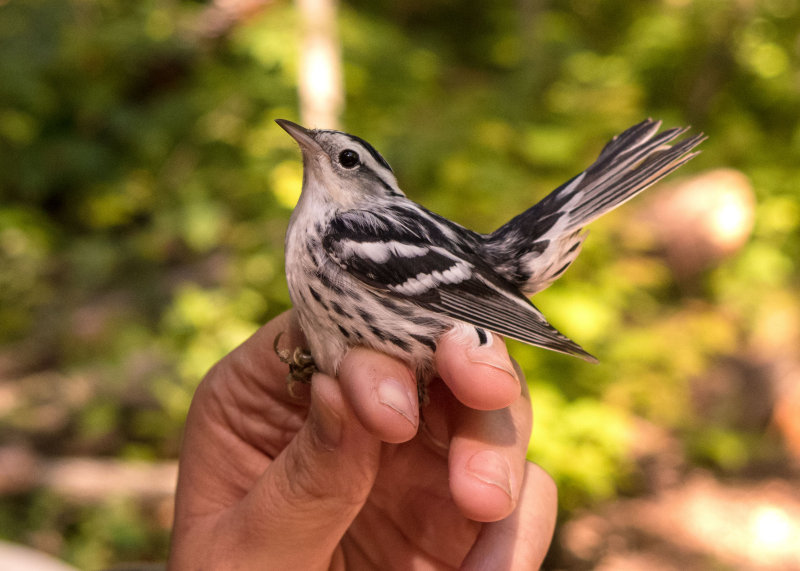 Black-and-white Warbler