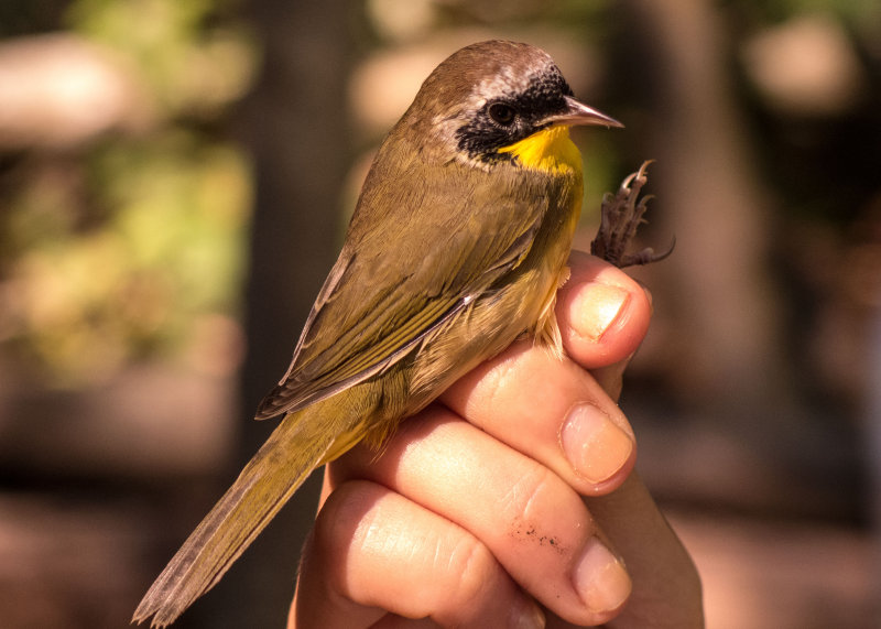 Common Yellowthroat