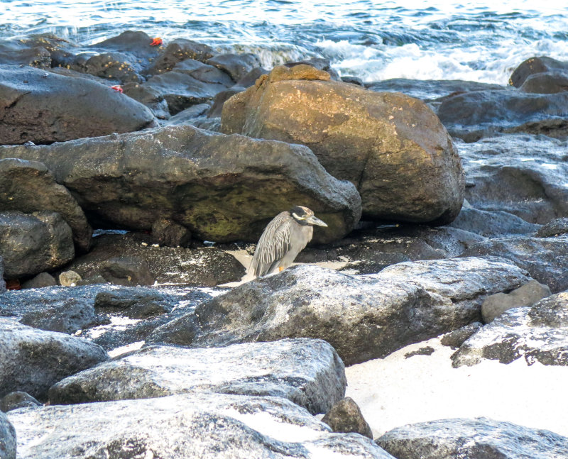 Yellow-crowned Night-Heron on Isla Mosquera