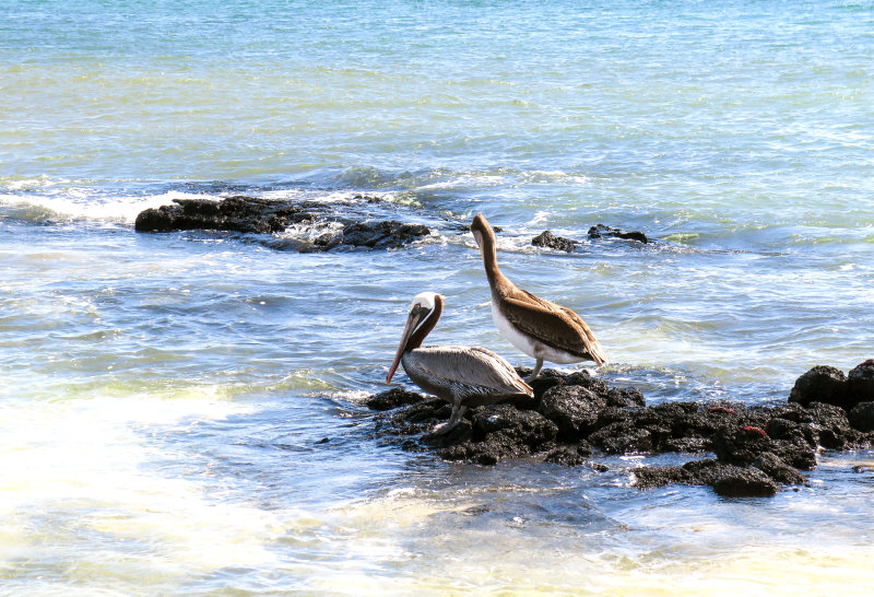 Brown Pelicans