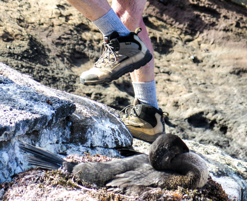 Tagus Cove---Flightless Cormorant nesting on step