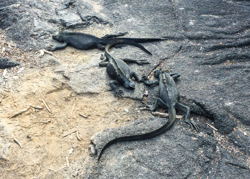 Marine Iguanas