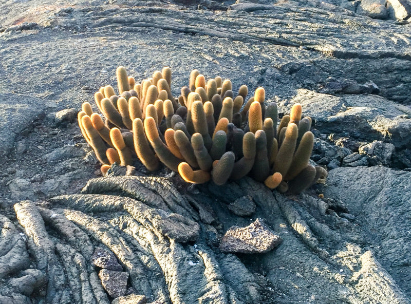 Lava Cactus