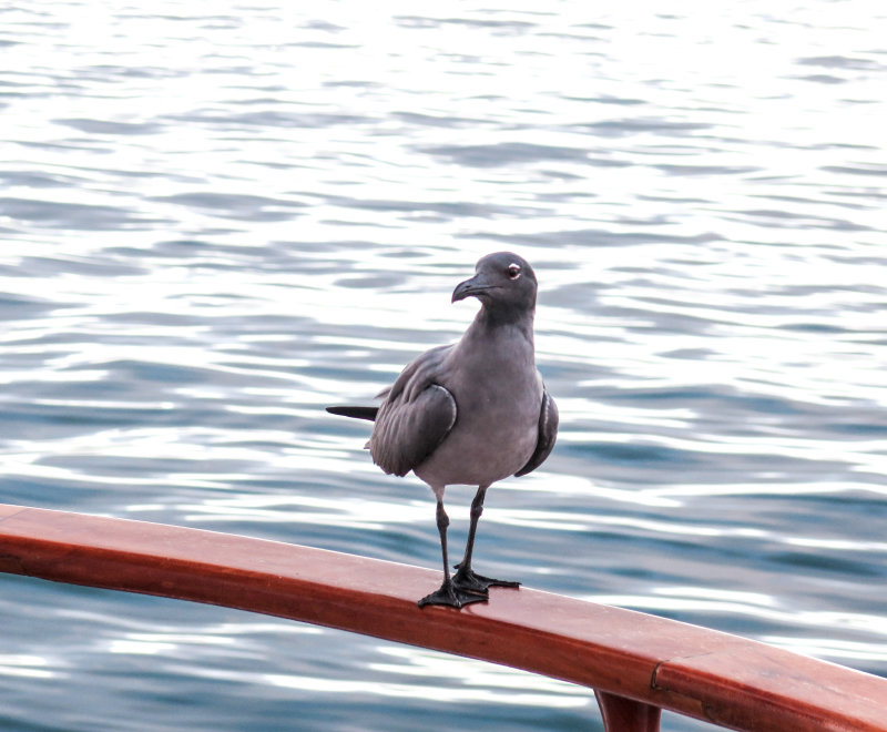 A Lava Gull visits our boat