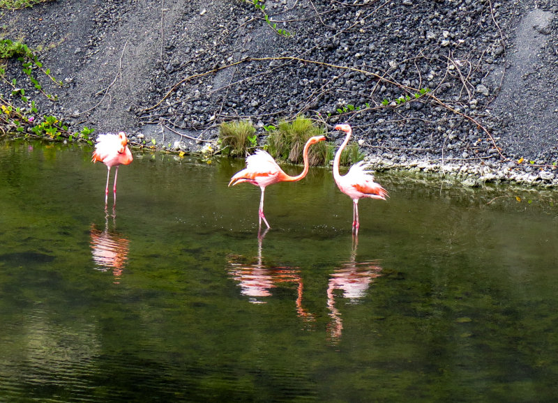 Near Puerto Villamil