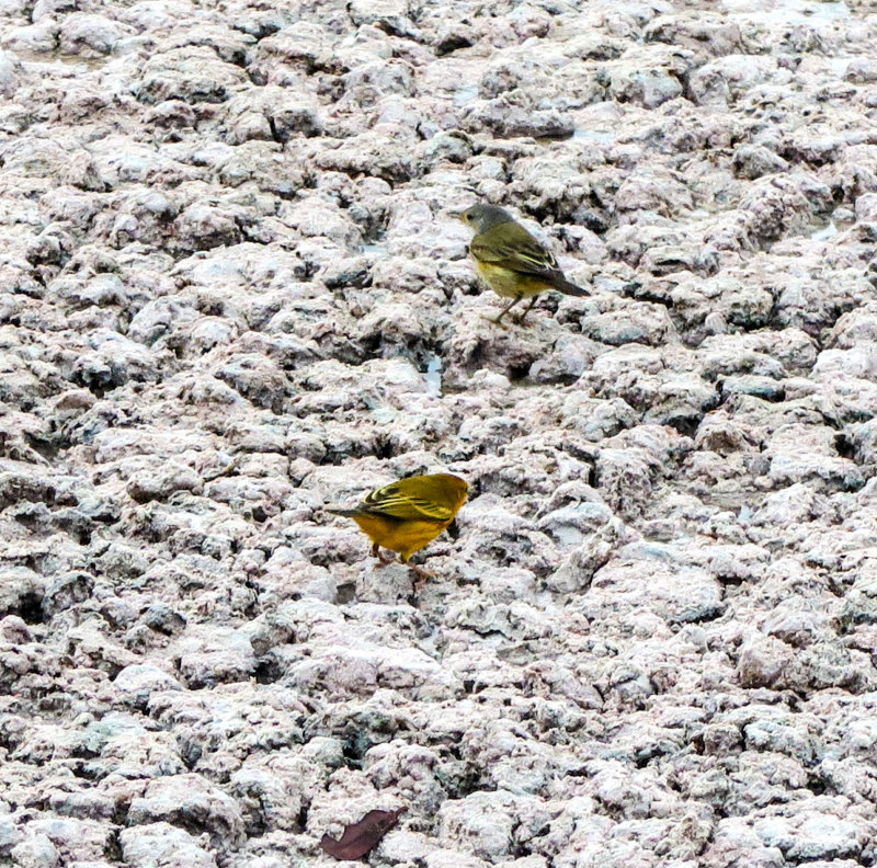 Yellow Warblers