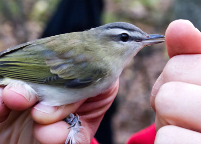 Red-eyed Vireo