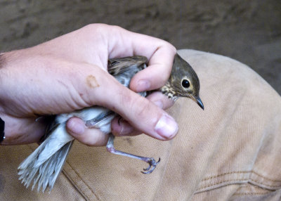 Swainson's Thrush