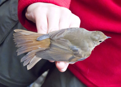 Hermit Thrush