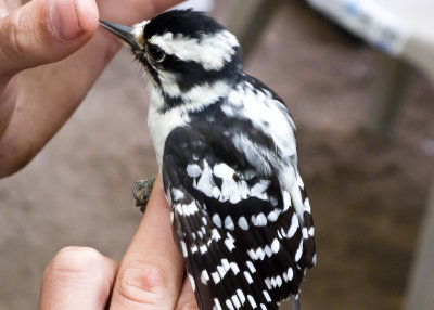 Downy Woodpecker (f.)
