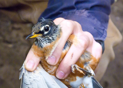 American Robin