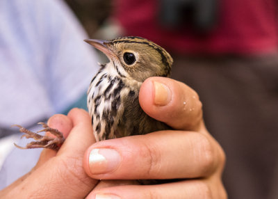 Ovenbird