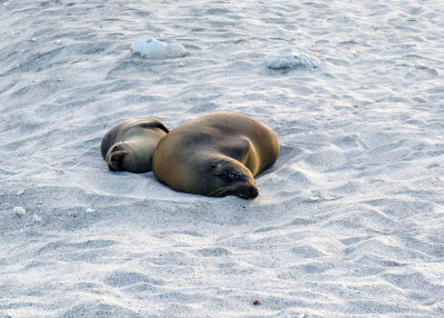 Sea Lions
