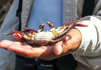 Molting crab