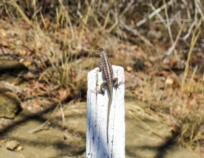 Lava Lizard