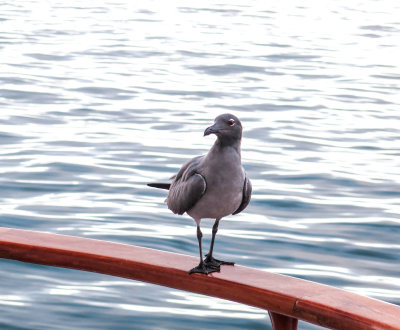 A Lava Gull visits our boat