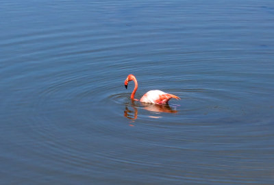 Our first American Flamingo