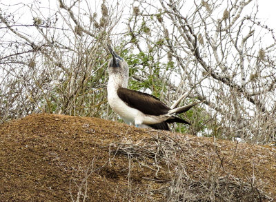 Blue-footed Boobies