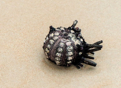 Remains of a Pencil Sea Urchin