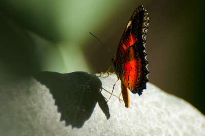Malay Lacewing (Cethosia hypsea hypsina)