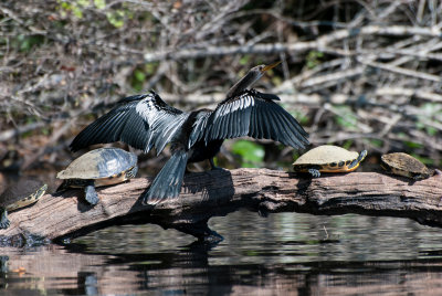 Snake bird (Anhinga anhinga)
