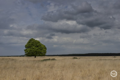 De Veluwe